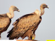 Gyps fulvus