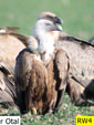 Gyps fulvus