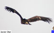 Aegypius monachus