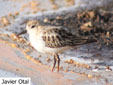 Calidris minutus