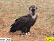 Aegypius monachus