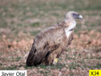 Gyps fulvus