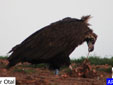 Aegypius monachus
