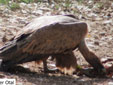 Gyps fulvus