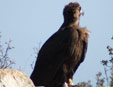 Aegypius monachus