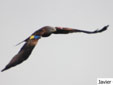 Milvus milvus