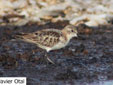Calidris minutus