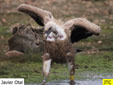 Gyps fulvus