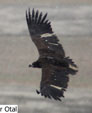 Aegypius monachus