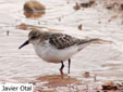 Calidris minutus