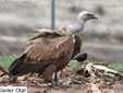 Gyps fulvus