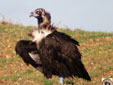 Aegypius monachus