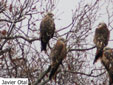 Milvus milvus