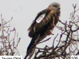 Milvus milvus