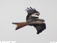 Milvus milvus