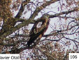 Milvus milvus