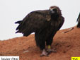 Aegypius monachus