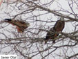Milvus migrans