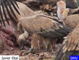 Gyps fulvus