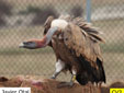 Gyps fulvus