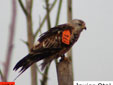 Milvus migrans