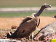 Gyps fulvus