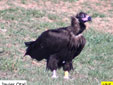 Aegypius monachus