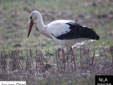 Ciconia blanca