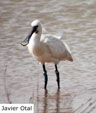 Platalea leucorodia