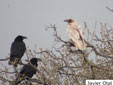 Corvus corax