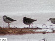 Calidris pugnax