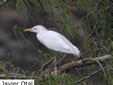 Bubulcus ibis