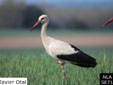 Ciconia blanca