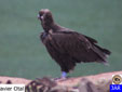 Aegypius monachus