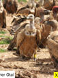 Gyps fulvus