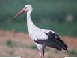 Ciconia blanca