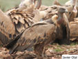 Gyps fulvus