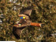 Milvus milvus