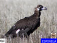 Aegypius monachus