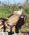 Gyps fulvus