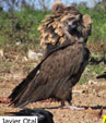 Aegypius monachus