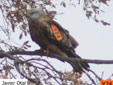 Milvus milvus