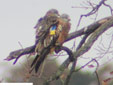Milvus milvus