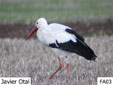 Ciconia ciconia