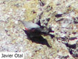 Tichodroma muraria