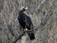 Aquila adalberti