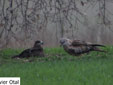 Milvus migrans