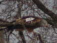 Milvus milvus