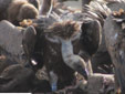 Gyps fulvus