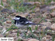 Motacilla alba yarrellii